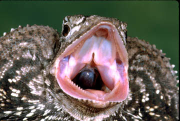 frilled lizard